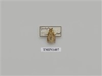 藏品(夜蛾科)的圖片